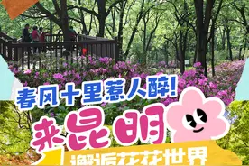 春风十里惹人醉！来昆明，邂逅花花世界图片