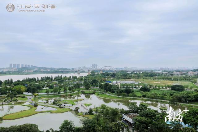 茶饮文化周，为什么要在岛上办？｜江门大道