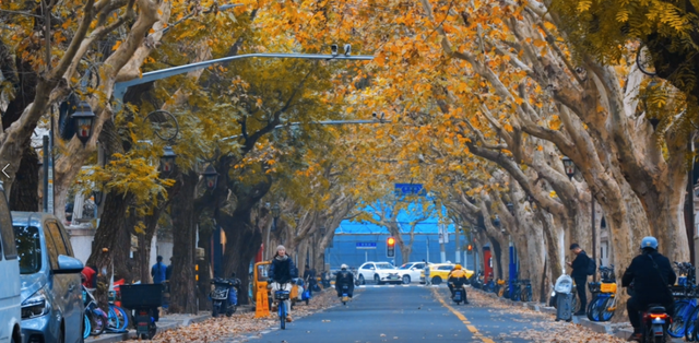 美翻了！苏河湾“红枫天桥”上线！更多金色、橙色、赭红色正在路上……来看↗