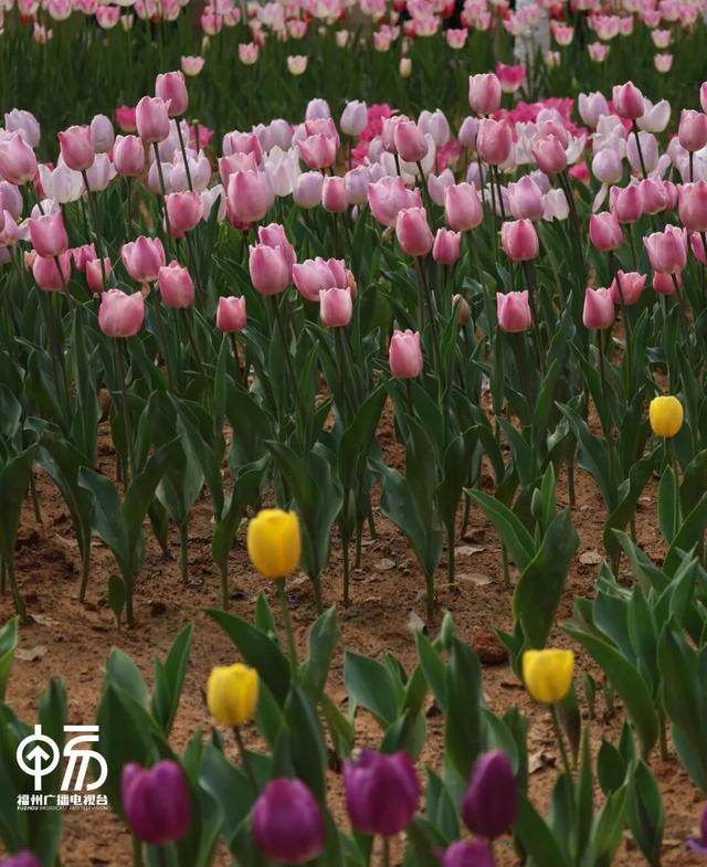 不用去荷兰！福州一公园上新，打卡率 100%...