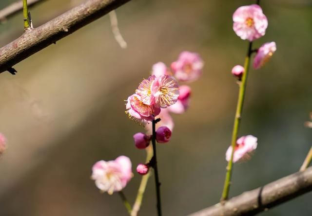 暗香浮动！晋宁郑和公园梅花凌寒绽放