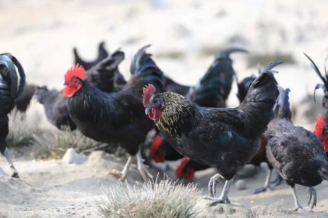 好吃、好宿、好玩、好礼、好惠！来黟县过徽州年