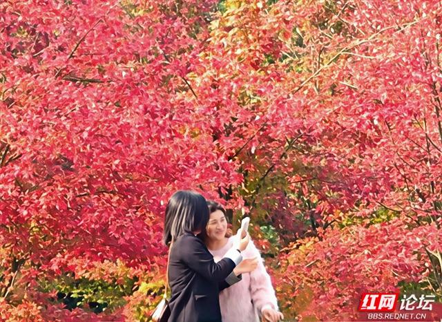 秋游时刻丨当秋日遇 “意外”，鱼形山用一湖碧水、满道红枫作答