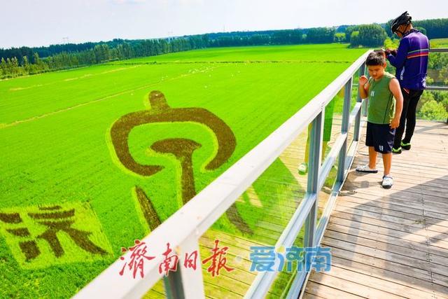 一年四季 泉在济南丨苌家庄稻田画扮靓泉城初秋画卷