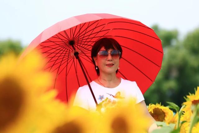 本周宜赏花！大兴百亩向日葵盛放，解锁一周好心情