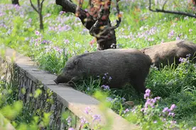 南京“野猪冲撞高铁”背后：全域野猪数量超五千只，专家吁加强种群调控图片