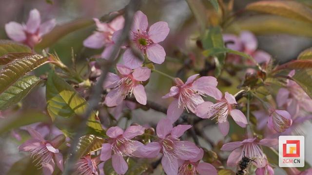 荣县：冬樱绽放引客来 文旅融合绘新篇