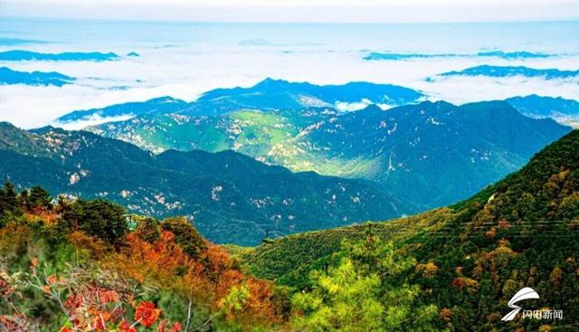 组图丨秋日登高 看泰山花楸染红岱顶