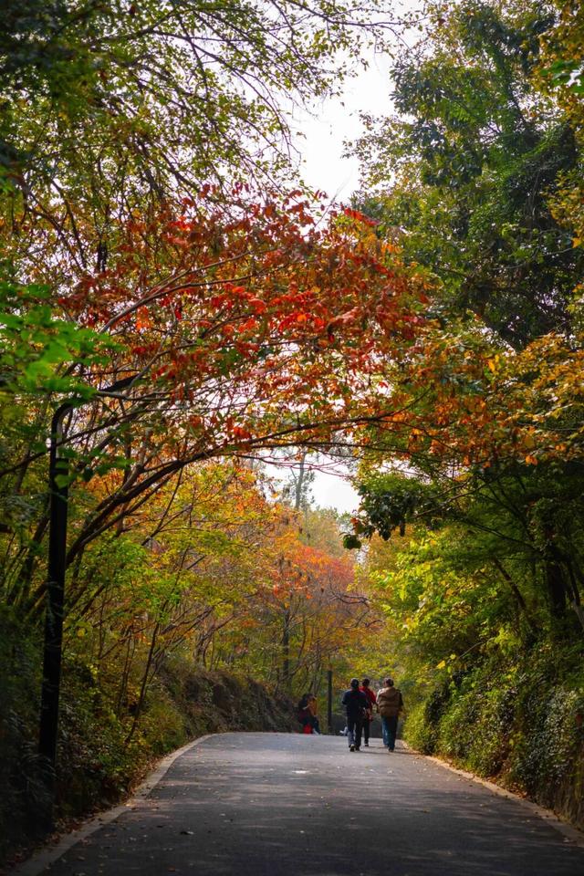 红墙+银杏已就位，本周拍照打卡攻略出炉！