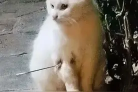 “对多只猫实施了伤害行为”，李某（男，36岁），被行拘图片