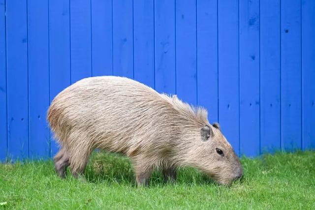 就今天！巅峰日夜狂欢开启！
