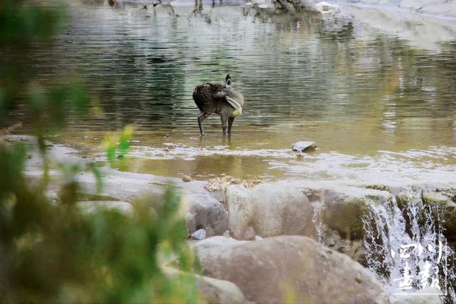 画卷天府·熊猫盛典｜从靠山吃山到养山富山：平武高村乡的生态振兴实践与启示