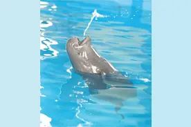 人工繁育长江江豚家族再添新成员 只要环境适宜江豚就能三年生俩图片