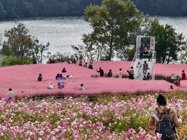 秋日顶流邂逅，在张家楼画美达尼遇见红枫的热烈与粉黛的温柔