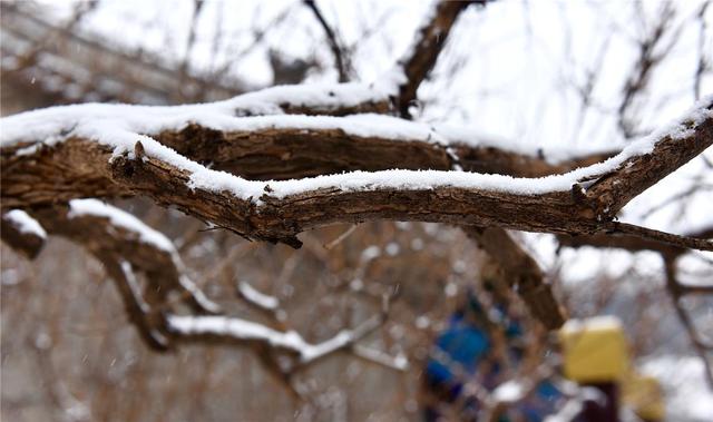 雪落青城诗意浓