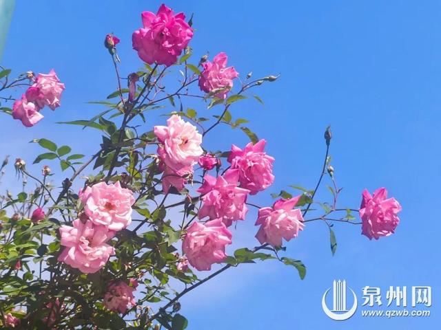 泉州的冬天依然有浪漫花海上线 “冬半如春暖，疏花满路开”