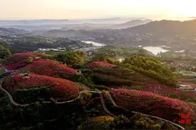 来泸州市纳溪区，看桃园春色美如画！图片