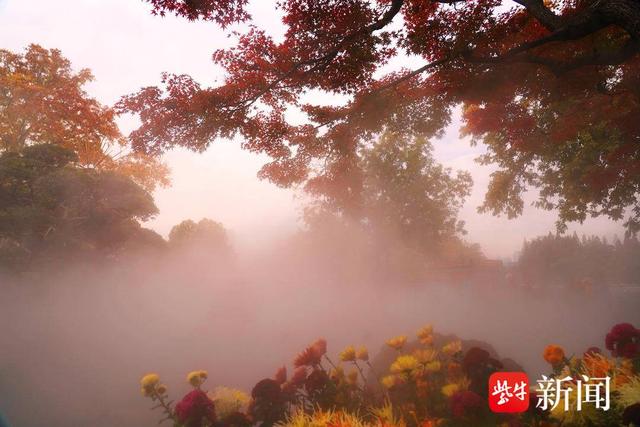 南京玄武湖公园里，雾里看枫别样美——