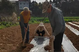 广元苍溪：田间地头忙春耕 玉米播种正当时图片