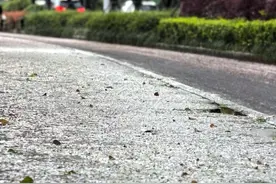 一觉醒来，杭州滨江樱花大道上“樱花雪”刷屏，周末樱花跑会受影响吗？图片