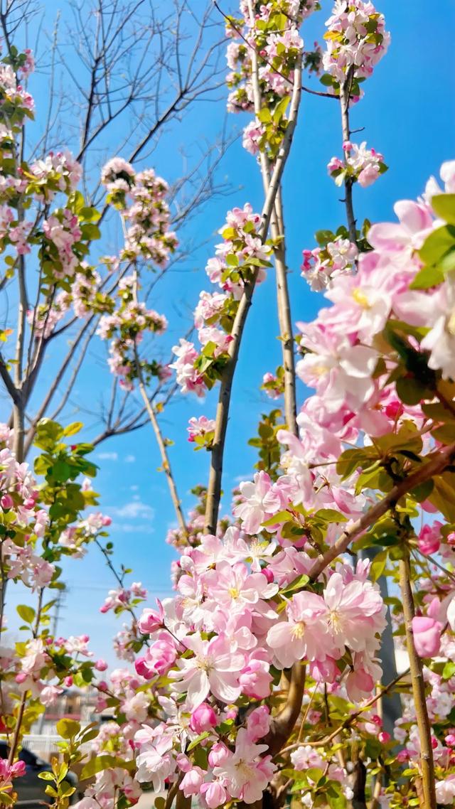 春色满城！定州藏不住的温柔与浪漫