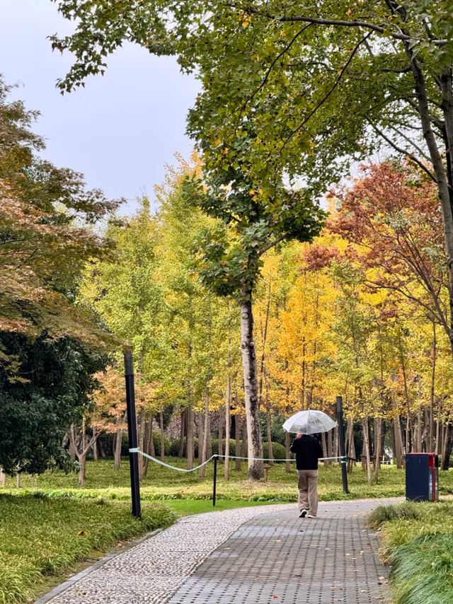 百米梧桐叠金，首波银杏泛黄！上海市中心免费秋日浪漫请查收→