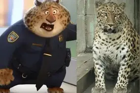 “它老了，我也老了”，现实版“豹警官”饲养员即将退休，曾被质疑虐待动物，本人回应图片
