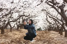 峄山脚下杏花开图片