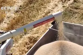 新疆江布拉克万亩旱田开镰收割 “立体麦田”壮观景象美醉游人图片