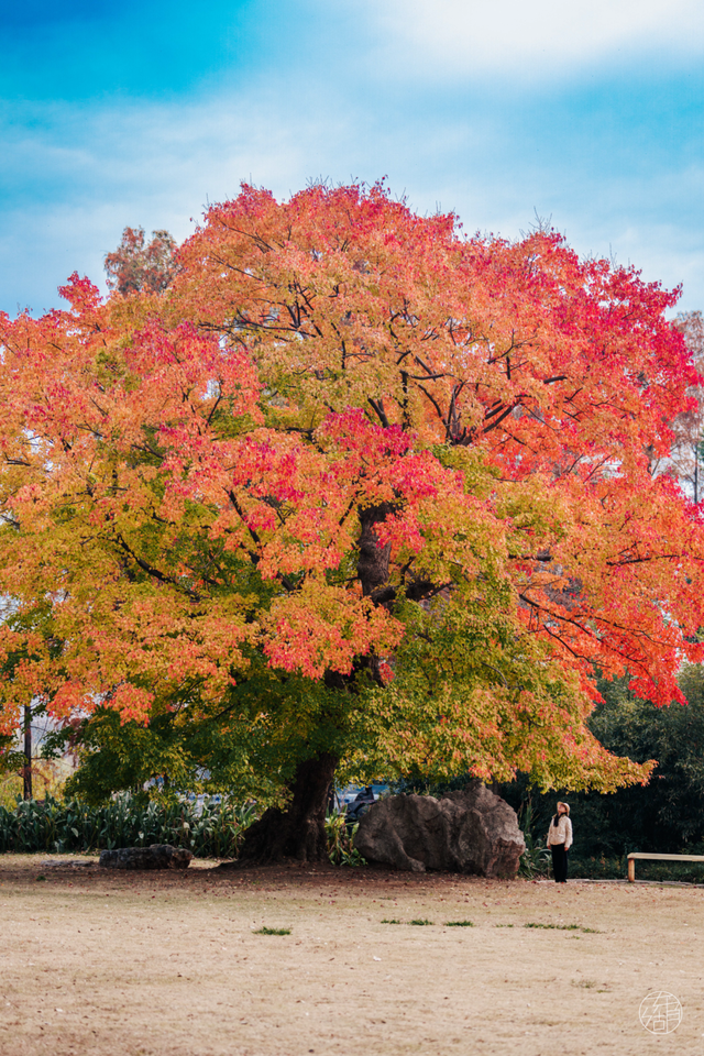 天晴了，去落雁过秋天！