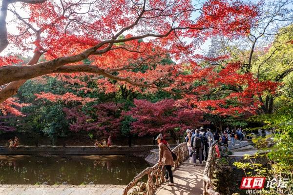 湖南烈士公园槭树湾：深秋不可错过的城市彩色秘境