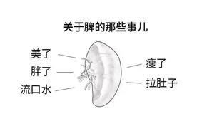 你的脾可能正在受到伤害！关于脾的那些事儿你清楚吗？图片