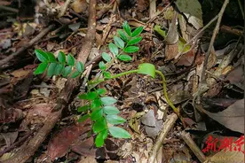 南岳首次发现野生绒毛皂荚的种子自然萌发的幼苗图片