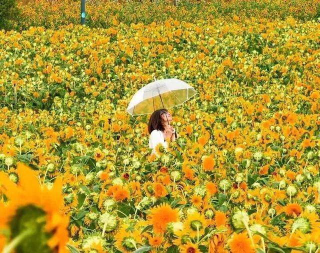 经邕行 | 向日葵花海正在盛放！附：赏花车次→→→