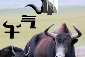 好品中国｜高原畜牧业，再添“牛劲”图片