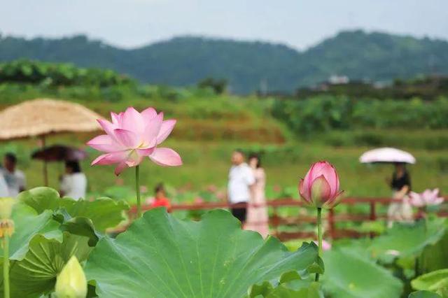锦绣天府·安逸四川｜米易丙谷：荷花朵朵映水乡