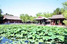 夏至到，北京市属公园赏荷赏莲攻略来了图片