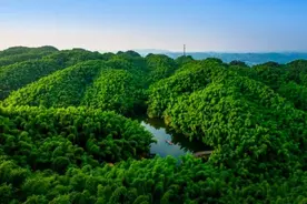 乐山新增一AAAA景区  沐川竹海“升级”图片