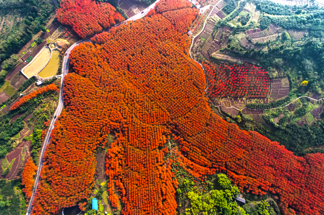 2025重庆红叶彩叶最佳观赏期预报出炉，快去打卡！