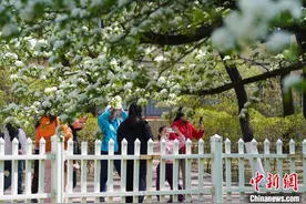 黑龙江哈尔滨：139岁古梨树迎盛花期 游人赏花度假期图片
