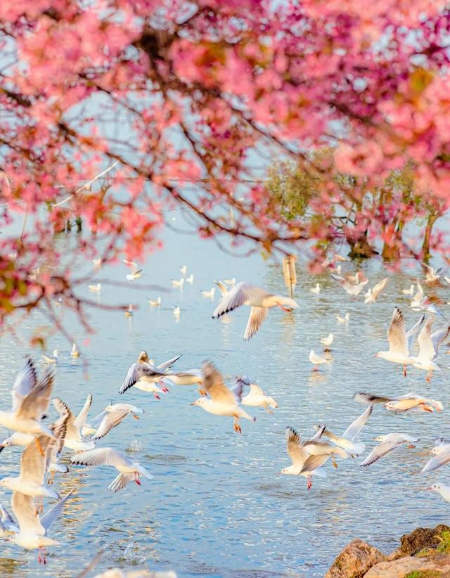 冬樱花、梅花、郁金香、虞美人......昆明最全赏花攻略请查收