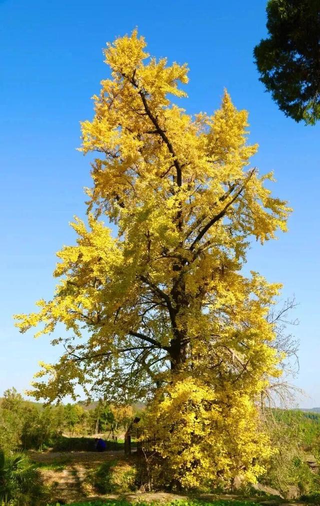 出发！来四川淘“金”