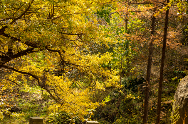 免门票福利！白云山绝美秋色正在上映→