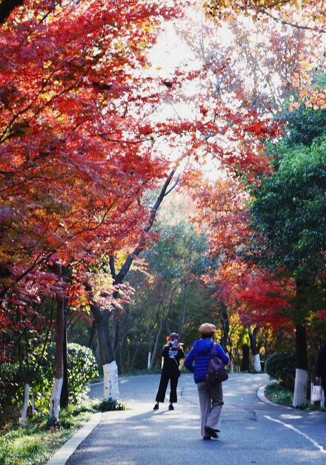 官宣：栖霞山进入最佳观赏期！