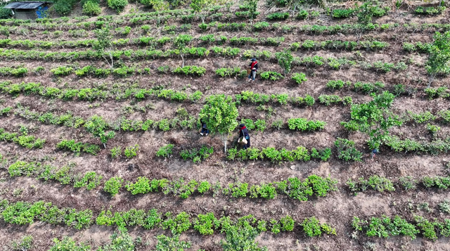 旅居云南丨生活在磨憨：体验雨林徒步、特色美食和绚烂民族文化