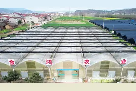 远安：“会种茶”变“慧种茶” 传统黄茶“开枝散叶”图片