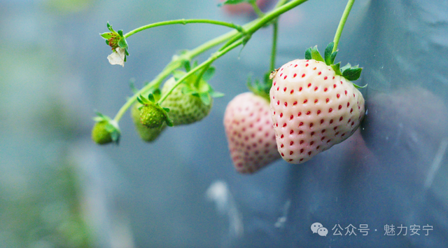 熟了熟了！周末走起！昆明采摘地图“上新”，速来eat→