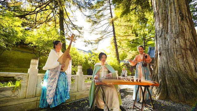 潭柘寺帝王树进入最佳观赏期