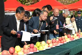 ​苹果盛宴！福山区臧家庄镇第四届金苹果大赛火热举行图片