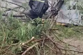 滚动|五华启动防汛Ⅳ级应急响应，华城镇紧急转移4名群众图片